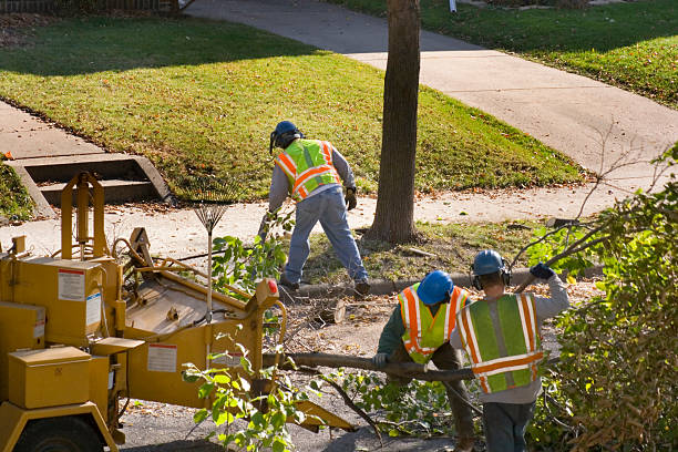 How Our Tree Care Process Works  in  Central Falls, RI